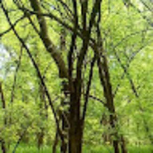 Meet your Posher, Yevgenia